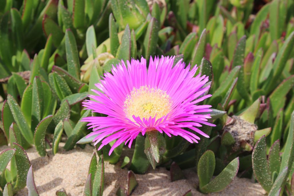Villa Boa Vista Sul - Terra Da Eira - Raposeira Vila do Bispo Eksteriør billede